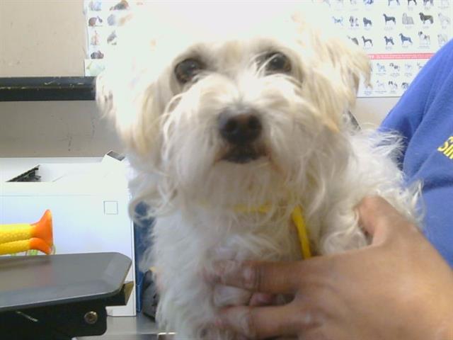 Shelter Stray Male Dog last seen TALLAC ST/HOWE AVE, 95821, 3839 Bradshaw Rd, Sacramento, CA 95827, USA