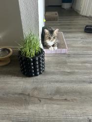 Lost Male Cat last seen Near yukon avenue, Hawthorne, CA 90250