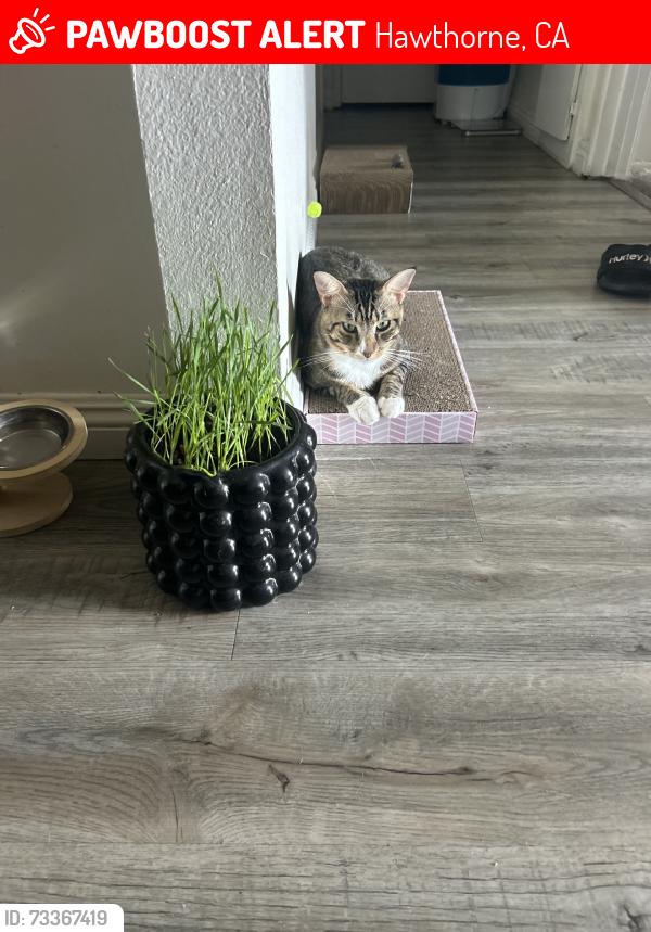 Lost Male Cat last seen Near yukon avenue, Hawthorne, CA 90250