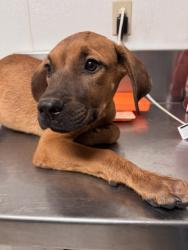 Shelter Stray Male Dog last seen Near BLOCK WILSON AVE, BAKERSFIELD CA 93308, 3951 Fruitvale Ave, Bakersfield, CA 93308, USA