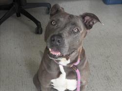 Shelter Stray Female Dog last seen , 11361 W Pico Blvd, Los Angeles, CA 90064, USA
