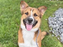 Shelter Stray Male Dog last seen , 11361 W Pico Blvd, Los Angeles, CA 90064, USA