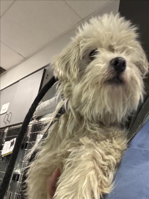 Shelter Stray Female Dog last seen , 11361 W Pico Blvd, Los Angeles, CA 90064, USA