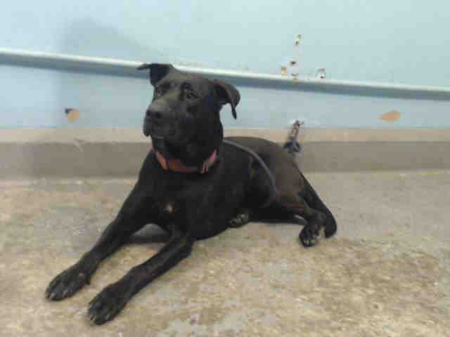 Shelter Stray Female Dog last seen , 4275 Elton St, Baldwin Park, CA 91706, USA