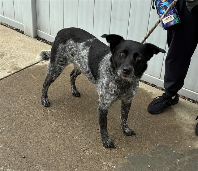Shelter Stray Female Dog last seen Near BLOCK N 27TH ST, 3528 Newburg Rd, Louisville, KY 40218, USA