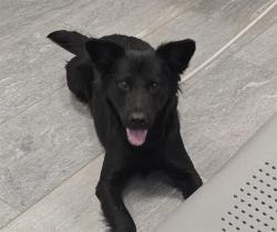 Shelter Stray Male Dog last seen Near BLOCK E VILLANOVA PL, DENVER CO 80231 3741, 2080 S Quebec St, Denver, CO 80231, USA