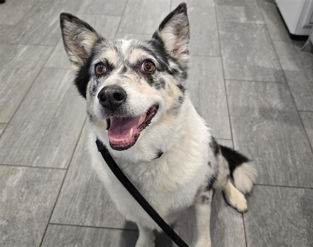 Shelter Stray Female Dog last seen Near BLOCK E YALE AVE, DENVER CO 80222, 2080 S Quebec St, Denver, CO 80231, USA