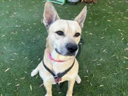 Shelter Stray Male Dog last seen , 1850 W 60th St, Los Angeles, CA 90047, USA
