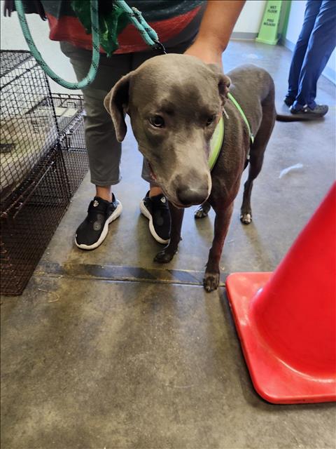 Shelter Stray Female Dog last seen , 1850 W 60th St, Los Angeles, CA 90047, USA