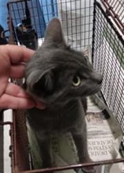 Shelter Stray Female Cat last seen , 1850 W 60th St, Los Angeles, CA 90047, USA
