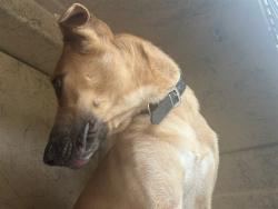 Shelter Stray Female Dog last seen Near BLOCK NW 14TH ST, OKLAHOMA CITY OK 73107, 2811 SE 29th St, Oklahoma City, OK 73129, USA