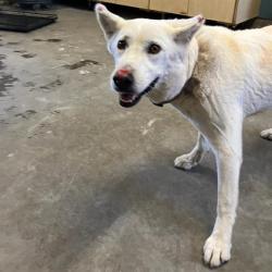Shelter Stray Female Dog last seen , 600 Aviation Dr, Camarillo, CA 93010, USA