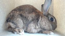 Shelter Stray Female Other last seen , 11258 Garfield Ave, Downey, CA 90242, USA