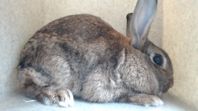 Shelter Stray Female Other last seen , 11258 Garfield Ave, Downey, CA 90242, USA
