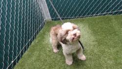 Shelter Stray Male Dog last seen , 11258 Garfield Ave, Downey, CA 90242, USA
