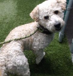 Shelter Stray Male Dog last seen , 11258 Garfield Ave, Downey, CA 90242, USA
