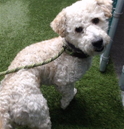 Shelter Stray Male Dog last seen , 11258 Garfield Ave, Downey, CA 90242, USA