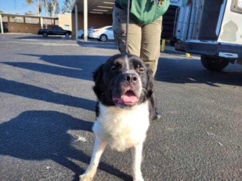 Shelter Stray Male Dog last seen , 3201 Lacy St, Los Angeles, CA 90031, USA