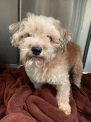 Shelter Stray Male Dog last seen , 3201 Lacy St, Los Angeles, CA 90031, USA