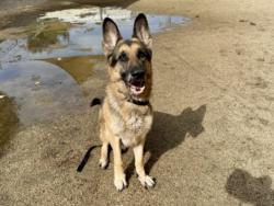 Shelter Stray Male Dog last seen , 3201 Lacy St, Los Angeles, CA 90031, USA
