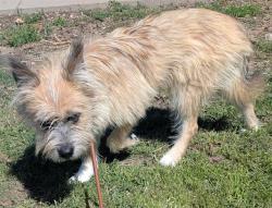 Shelter Stray Male Dog last seen Near BLOCK E SMITH RD, DENVER CO 80207, 1241 W Bayaud Ave, Denver, CO 80223, USA