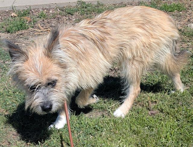 Shelter Stray Male Dog last seen Near BLOCK E SMITH RD, DENVER CO 80207, 1241 W Bayaud Ave, Denver, CO 80223, USA