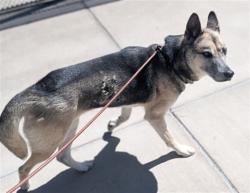 Shelter Stray Female Dog last seen Near BLOCK E SMOKY HILL RD, AURORA, CO 80015, 1241 W Bayaud Ave, Denver, CO 80223, USA