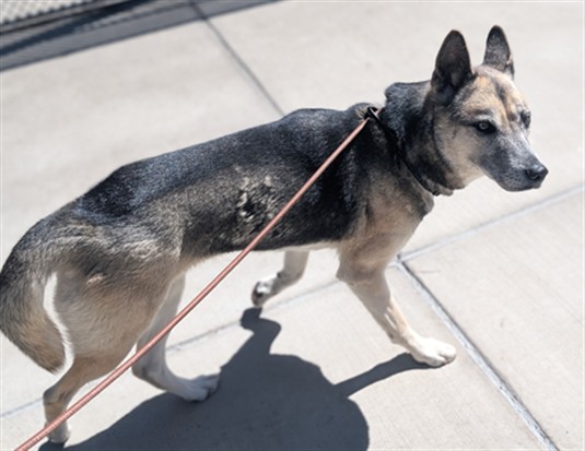 Shelter Stray Female Dog last seen Near BLOCK E SMOKY HILL RD, AURORA, CO 80015, 1241 W Bayaud Ave, Denver, CO 80223, USA