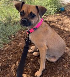 Shelter Stray Female Dog last seen Near BLOCK S LOWELL BLVD, DENVER CO 80219, 1241 W Bayaud Ave, Denver, CO 80223, USA