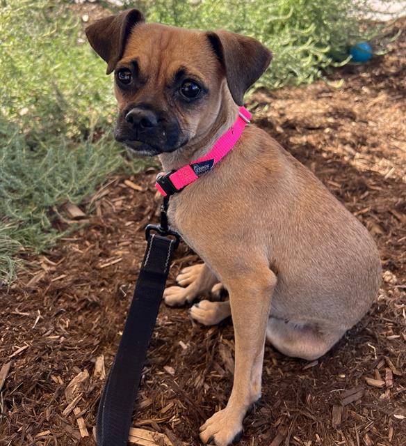 Shelter Stray Female Dog last seen Near BLOCK S LOWELL BLVD, DENVER CO 80219, 1241 W Bayaud Ave, Denver, CO 80223, USA