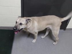 Shelter Stray Male Dog last seen Near BLOCK W BATES AVE, DENVER CO 80236, 1241 W Bayaud Ave, Denver, CO 80223, USA