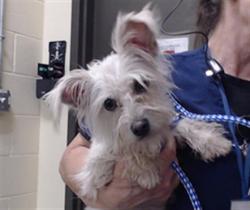 Shelter Stray Female Dog last seen Near BLOCK N OSAGE ST, DENVER CO 80204, 1241 W Bayaud Ave, Denver, CO 80223, USA