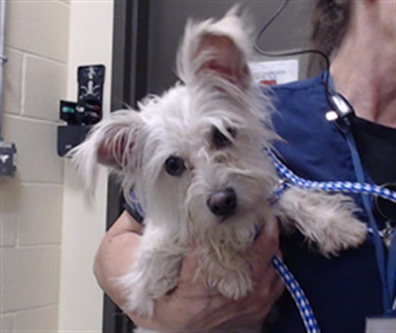 Shelter Stray Female Dog last seen Near BLOCK N OSAGE ST, DENVER CO 80204, 1241 W Bayaud Ave, Denver, CO 80223, USA