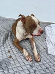 Shelter Stray Female Dog last seen Near BLOCK NW 25TH TERR, 3599 NW 79th Ave, Doral, FL 33122, USA
