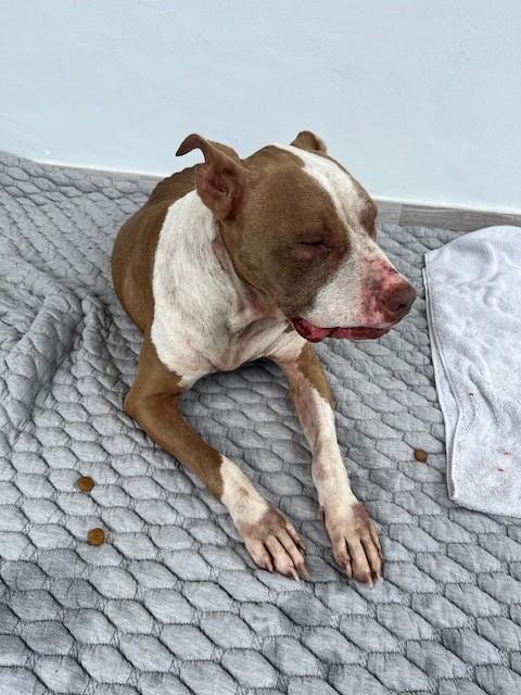 Shelter Stray Female Dog last seen Near BLOCK NW 25TH TERR, 3599 NW 79th Ave, Doral, FL 33122, USA