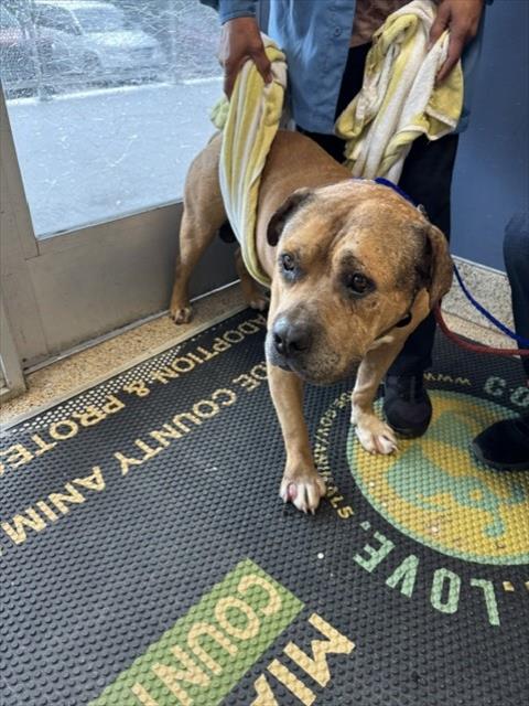 Shelter Stray Male Dog last seen SW 184 ST & SW 152, 3599 NW 79th Ave, Doral, FL 33122, USA