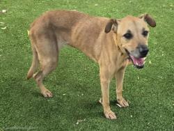 Shelter Stray Female Dog last seen , 14409 Vanowen St, Van Nuys, CA 91405, USA