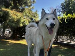 Shelter Stray Female Dog last seen , 14409 Vanowen St, Van Nuys, CA 91405, USA