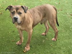 Shelter Stray Male Dog last seen , 14409 Vanowen St, Van Nuys, CA 91405, USA