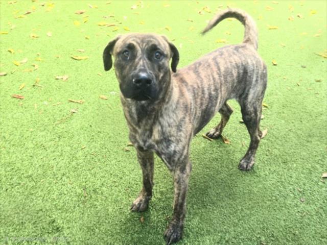 Shelter Stray Female Dog last seen , 14409 Vanowen St, Van Nuys, CA 91405, USA