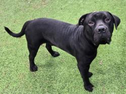 Shelter Stray Male Dog last seen , 14409 Vanowen St, Van Nuys, CA 91405, USA