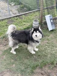 Reunited Male Dog last seen Sacandaga rd, Schenectady, NY 12302