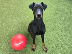 Shelter Stray Female Dog last seen , 14409 Vanowen St, Van Nuys, CA 91405, USA