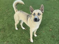 Shelter Stray Male Dog last seen , 14409 Vanowen St, Van Nuys, CA 91405, USA