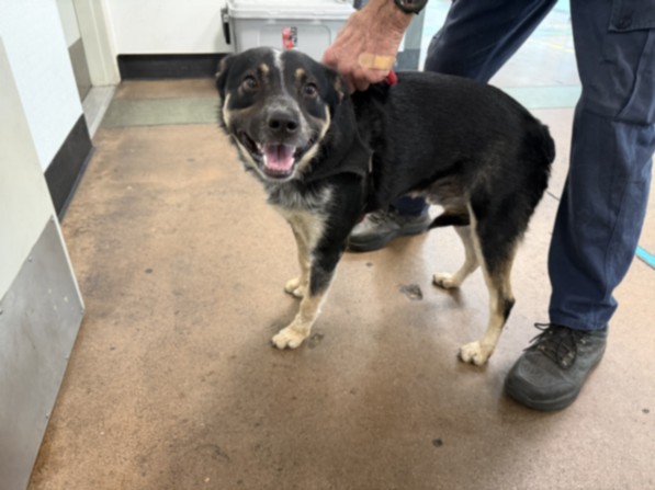 Shelter Stray Male Dog last seen , 14409 Vanowen St, Van Nuys, CA 91405, USA