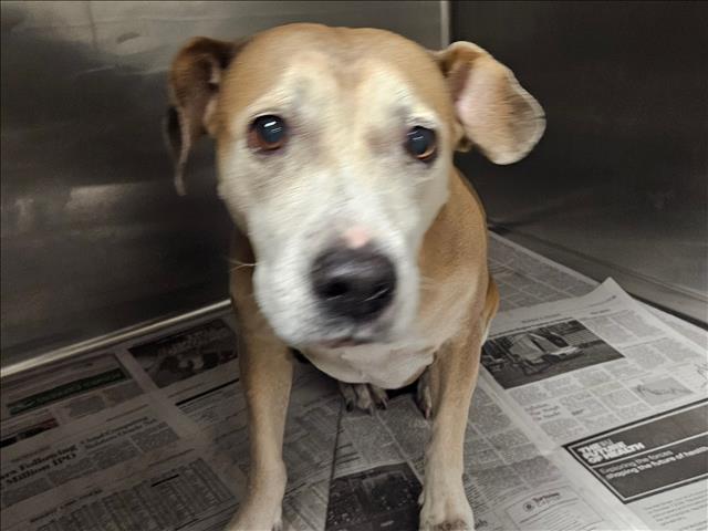 Shelter Stray Female Dog last seen , 14409 Vanowen St, Van Nuys, CA 91405, USA