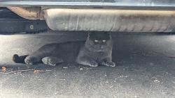 Found/Stray Unknown Cat last seen Goodfellow parkette, Caledon, ON 