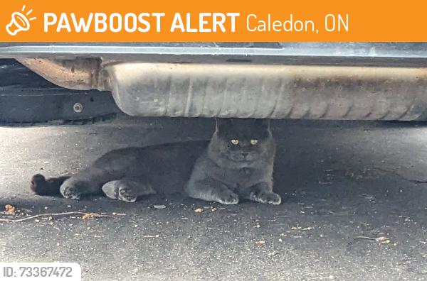 Found/Stray Unknown Cat last seen Goodfellow parkette, Caledon, ON 