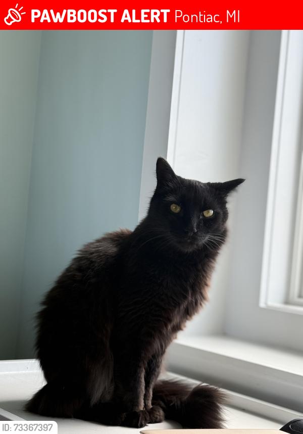 Lost Male Cat last seen Winston Commons apmts, Pontiac, MI 48342