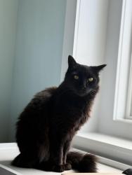 Lost Male Cat last seen Winston Commons apmts, Pontiac, MI 48342